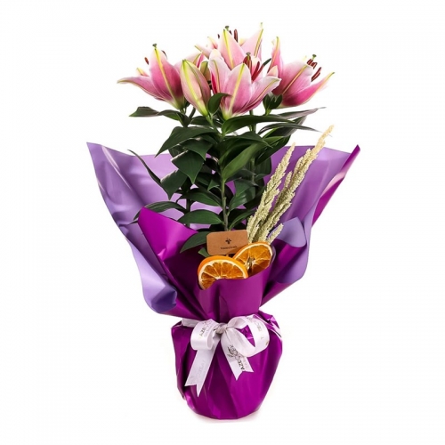 Saksılı Lilyum Pembe